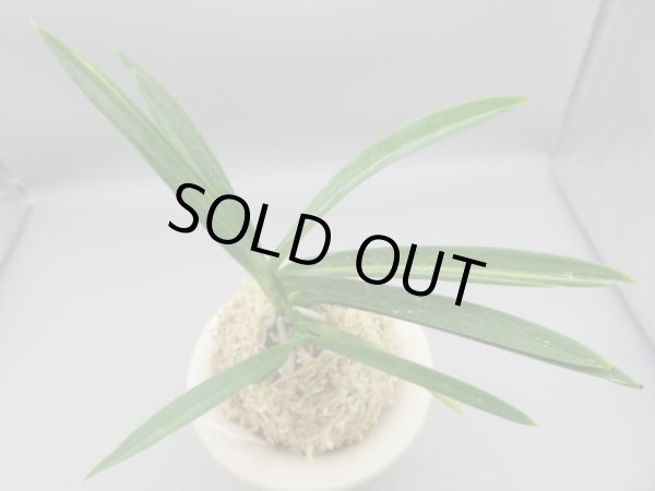 画像2: 建国縞(けんこくしま)　2025-80 (2)