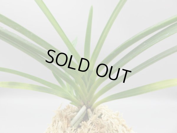 画像3: 建国縞(けんこくしま)　2025-80 (3)