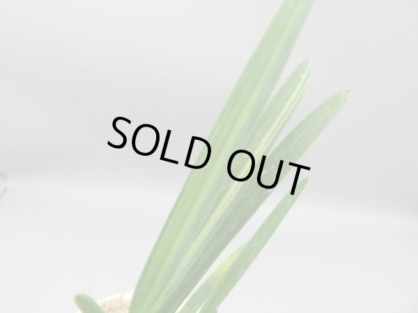 画像4: 建国縞(けんこくしま)　2025-80 (4)