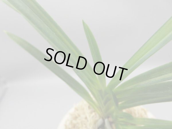 画像5: 建国縞(けんこくしま)　2025-80 (5)