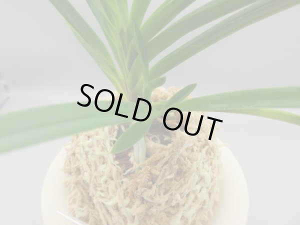 画像6: 建国縞(けんこくしま)　2025-80 (6)