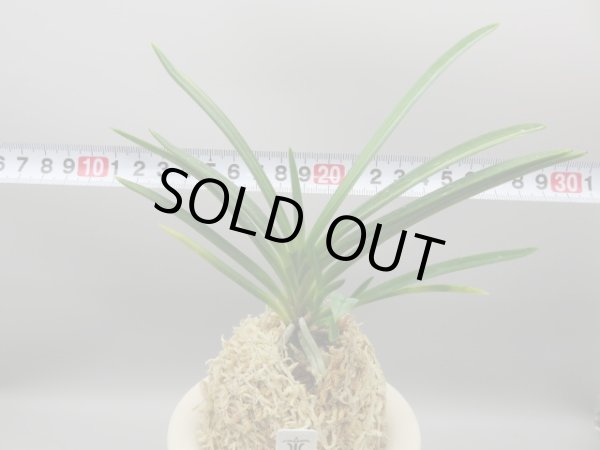 画像7: 建国縞(けんこくしま)　2025-80 (7)