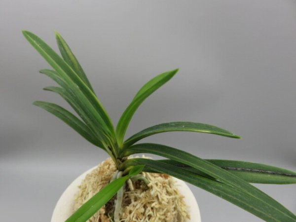 画像2: 建国縞(けんこくしま)　2025-81 (2)