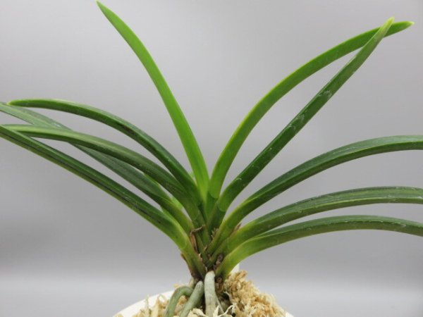 画像3: 建国縞(けんこくしま)　2025-81 (3)