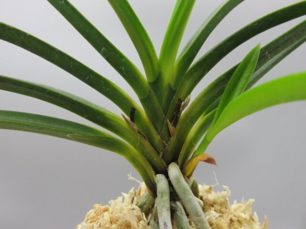 画像4: 建国縞(けんこくしま)　2025-81 (4)