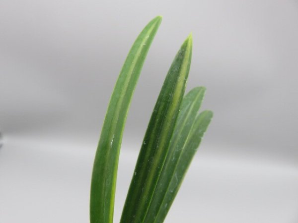 画像5: 建国縞(けんこくしま)　2025-81 (5)