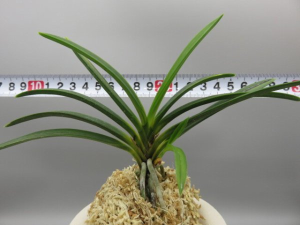 画像6: 建国縞(けんこくしま)　2025-81 (6)