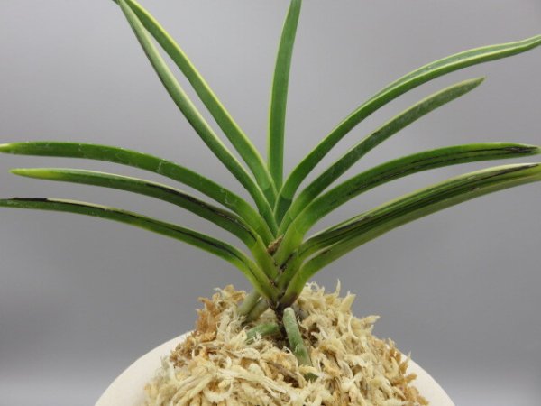 画像3: 建国縞(けんこくしま)　2025-82 (3)