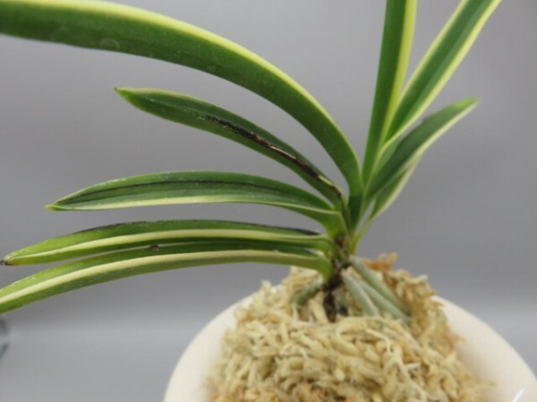 画像4: 建国縞(けんこくしま)　2025-82 (4)