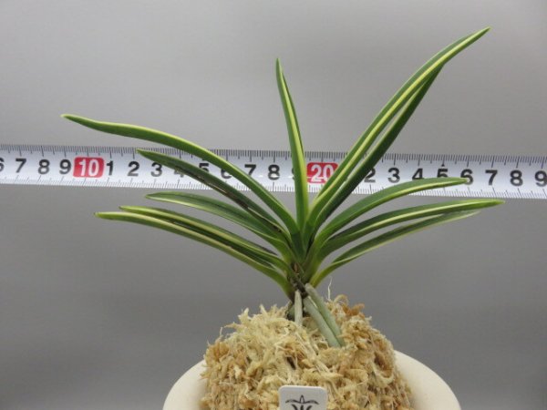 画像5: 建国縞(けんこくしま)　2025-82 (5)