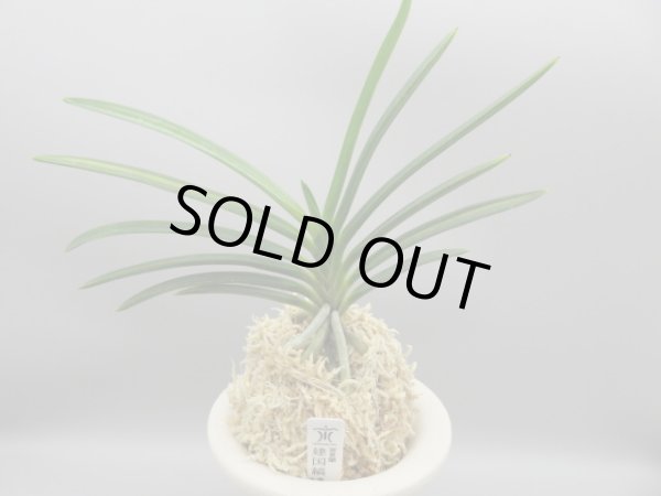 画像1: 建国縞(けんこくしま)　2025-83 (1)