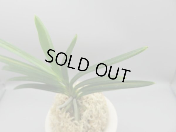 画像2: 建国縞(けんこくしま)　2025-83 (2)