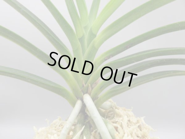 画像3: 建国縞(けんこくしま)　2025-83 (3)