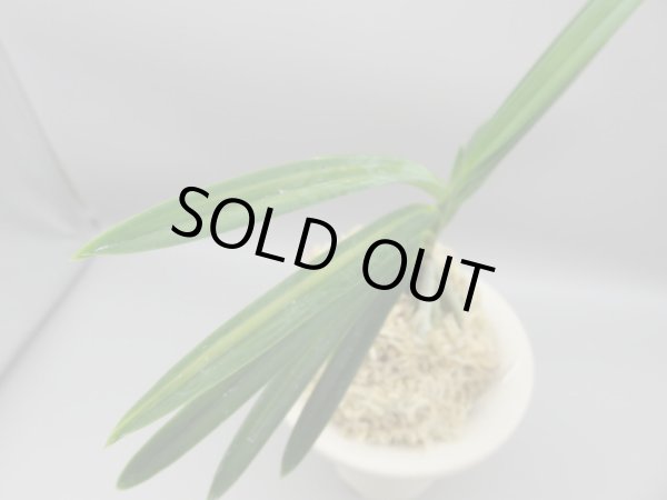 画像4: 建国縞(けんこくしま)　2025-83 (4)