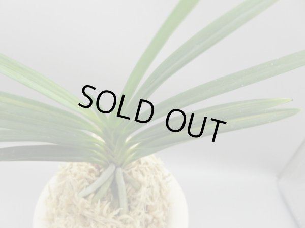 画像5: 建国縞(けんこくしま)　2025-83 (5)