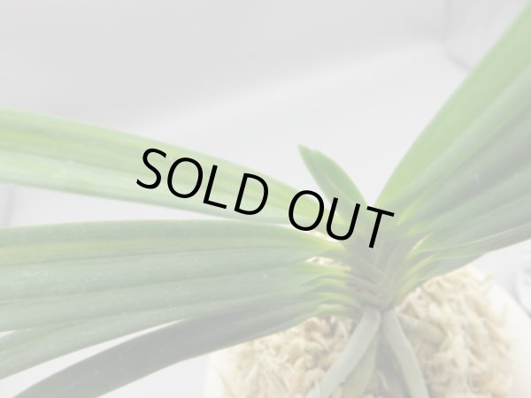 画像6: 建国縞(けんこくしま)　2025-83 (6)