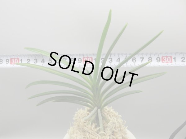 画像7: 建国縞(けんこくしま)　2025-83 (7)