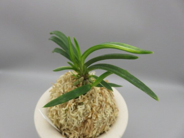 画像2: 雪観月(ゆきみづき)　2025-84 (2)