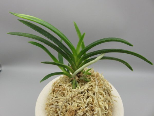 画像3: 雪観月(ゆきみづき)　2025-84 (3)