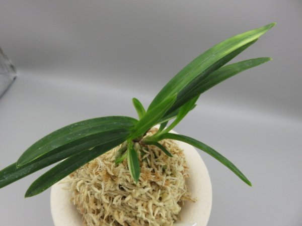 画像4: 雪観月(ゆきみづき)　2025-84 (4)