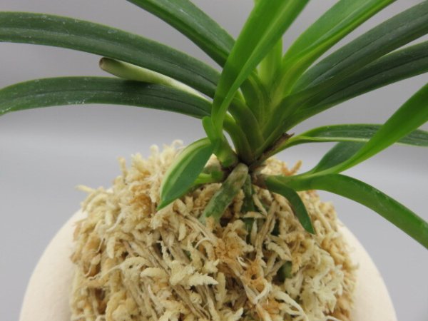 画像5: 雪観月(ゆきみづき)　2025-84 (5)