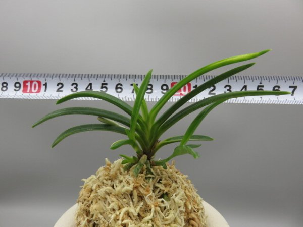 画像6: 雪観月(ゆきみづき)　2025-84 (6)