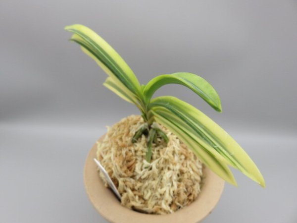 画像2: 月輪(げつりん)　2025-85 (2)