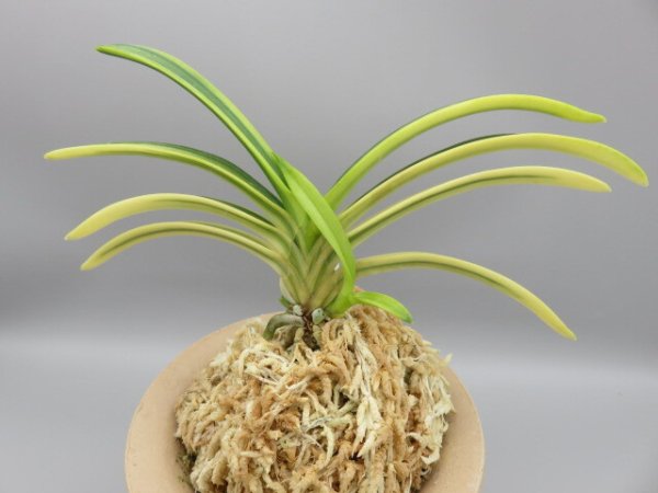 画像3: 月輪(げつりん)　2025-85 (3)