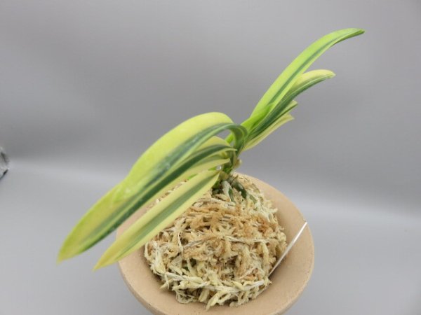 画像4: 月輪(げつりん)　2025-85 (4)