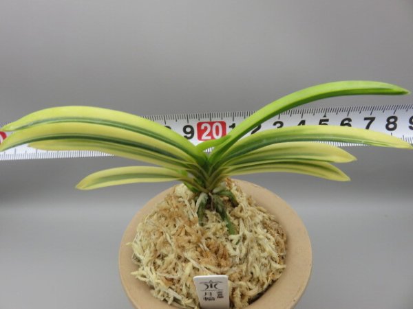 画像5: 月輪(げつりん)　2025-85 (5)