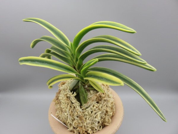 画像2: 高天冠(こうてんかん)　2025-86 (2)