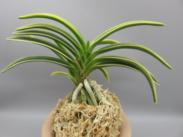 画像3: 高天冠(こうてんかん)　2025-86 (3)