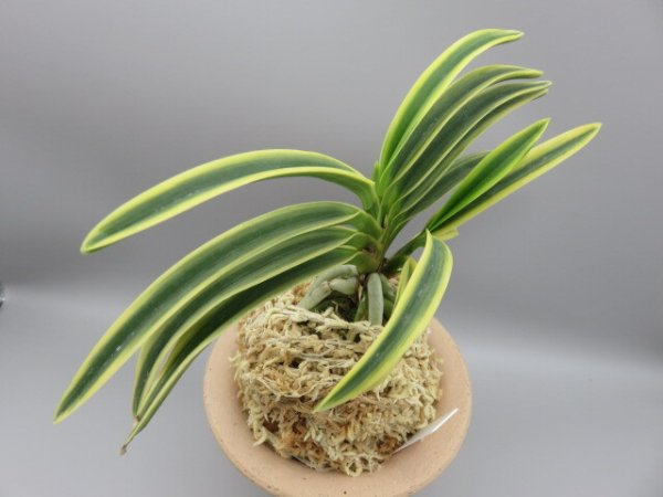 画像4: 高天冠(こうてんかん)　2025-86 (4)