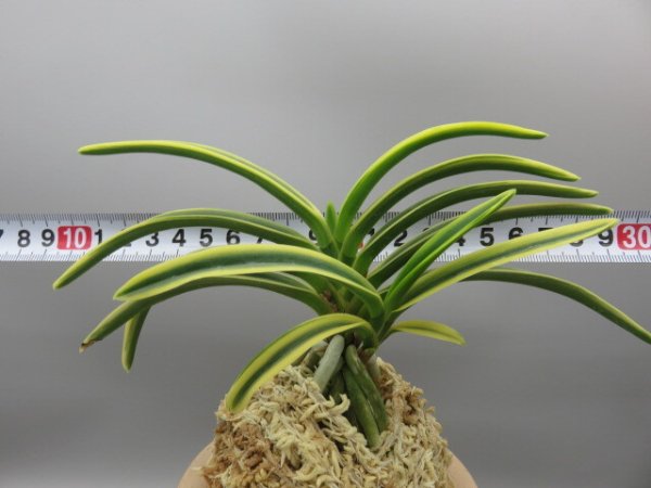 画像5: 高天冠(こうてんかん)　2025-86 (5)