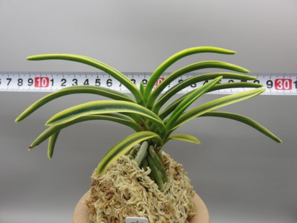 画像6: 高天冠(こうてんかん)　2025-86 (6)