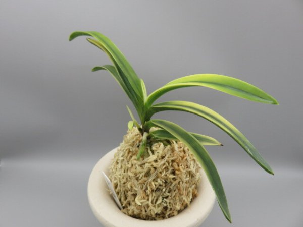 画像2: 錦織(にしきおり)　2025-87 (2)