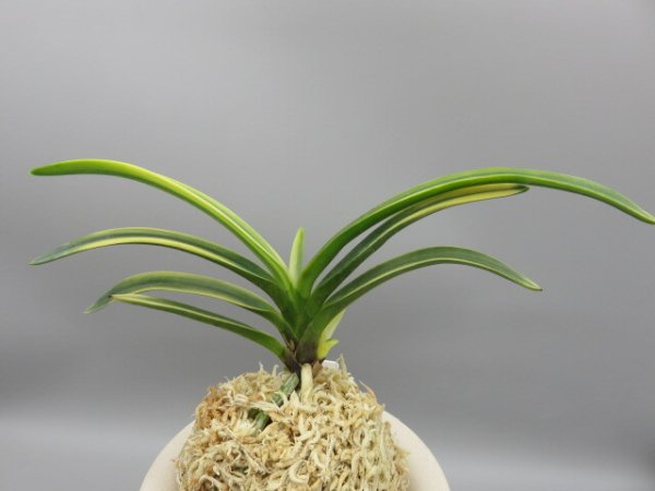 画像3: 錦織(にしきおり)　2025-87 (3)