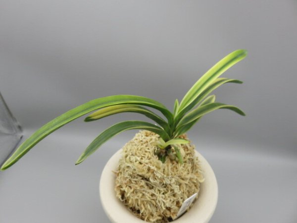 画像4: 錦織(にしきおり)　2025-87 (4)