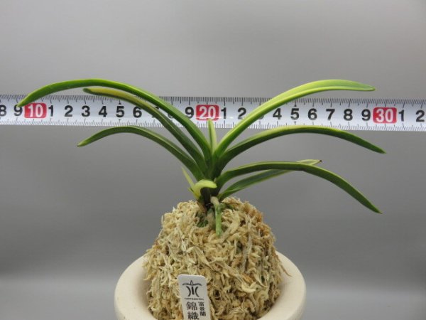 画像5: 錦織(にしきおり)　2025-87 (5)