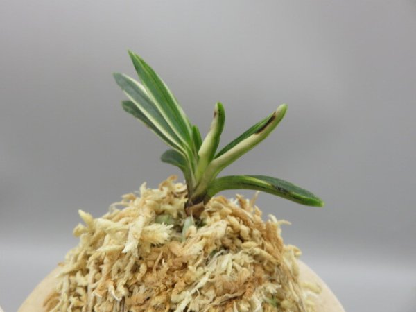 画像2: 白龍の舞(はくりゅうのまい)　2025-88 (2)