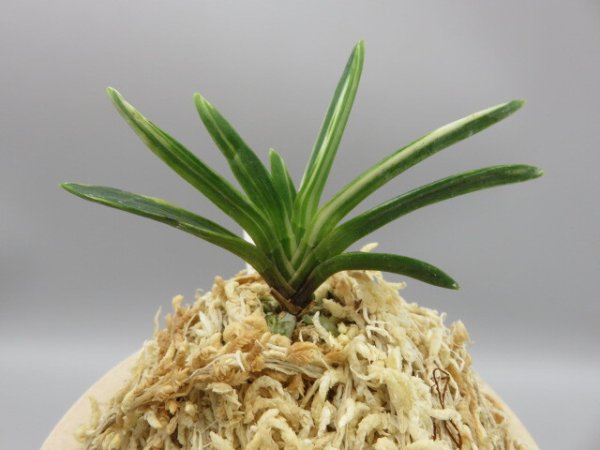 画像3: 白龍の舞(はくりゅうのまい)　2025-88 (3)