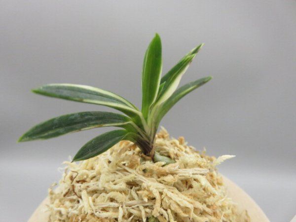 画像4: 白龍の舞(はくりゅうのまい)　2025-88 (4)