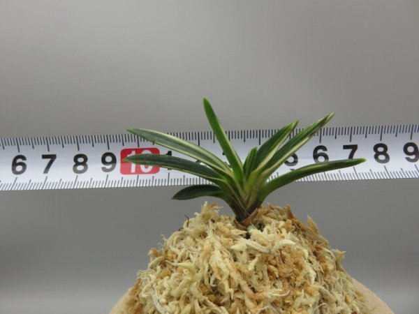 画像5: 白龍の舞(はくりゅうのまい)　2025-88 (5)