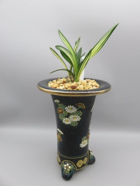 画像2: 天種花(てんしゅか)　2025-S1 (2)