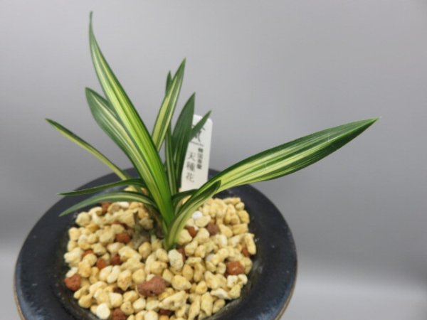 画像3: 天種花(てんしゅか)　2025-S1 (3)