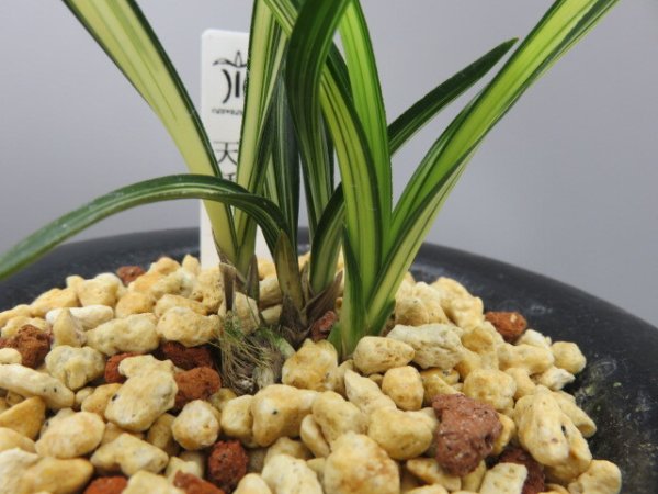 画像7: 天種花(てんしゅか)　2025-S1 (7)