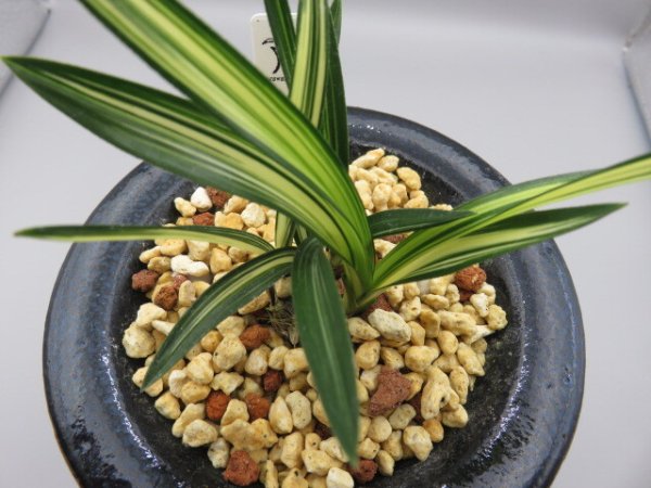 画像8: 天種花(てんしゅか)　2025-S1 (8)