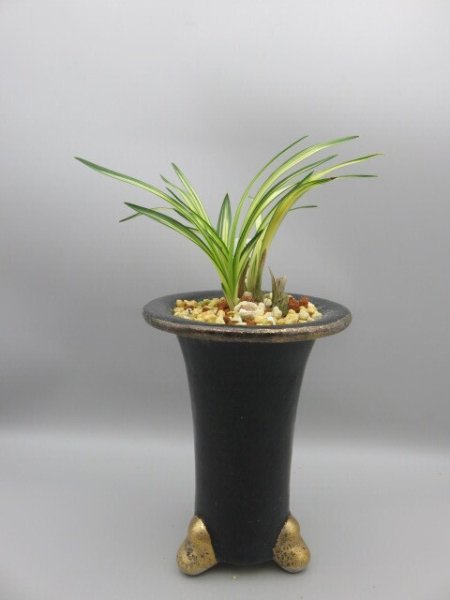 画像1: 元伯(げんぱく)　2025-S2 (1)