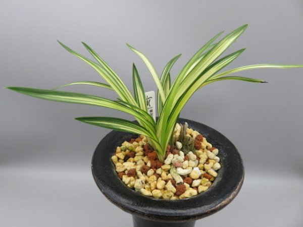 画像2: 元伯(げんぱく)　2025-S2 (2)