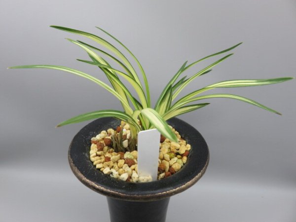 画像4: 元伯(げんぱく)　2025-S2 (4)